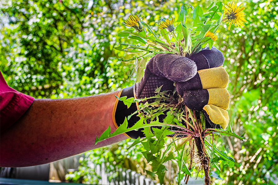 Herbicide Application and Weed Control